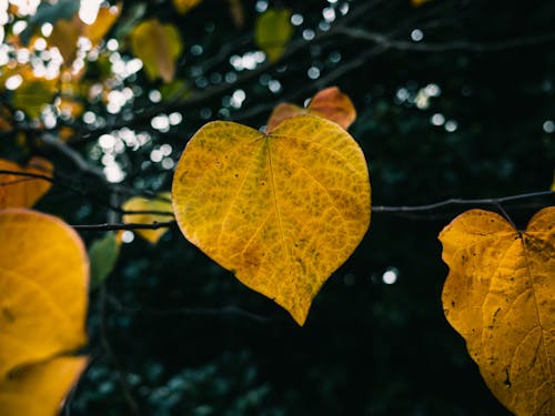 Δωρεάν στοκ φωτογραφιών με bokeh, αλλαγή, γκρο πλαν