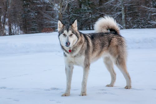 Husky on a Field Covered with Snow 