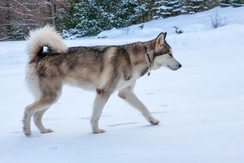 Husky in Snow