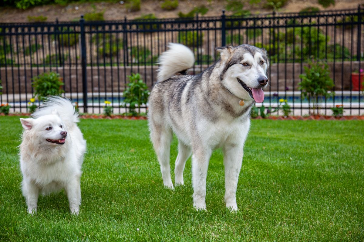 Two dogs showing size difference between breeds