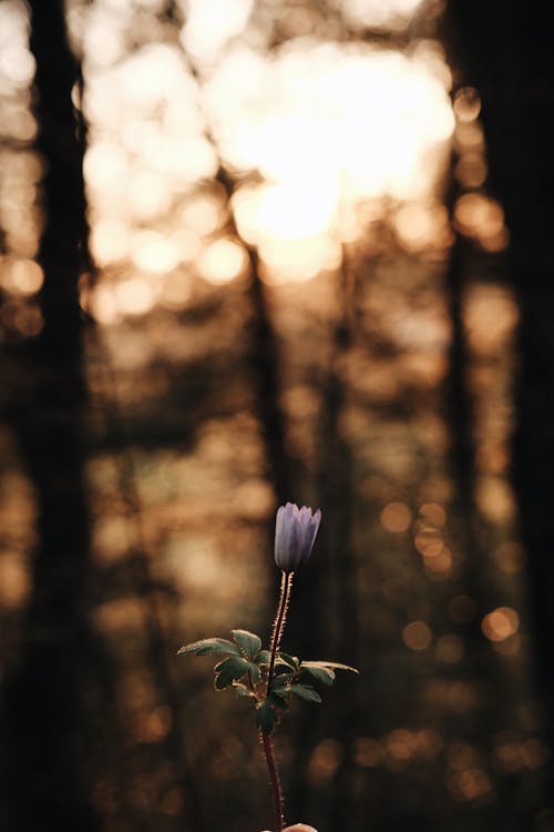 Immagine gratuita di anemone di legno, bokeh, crescita