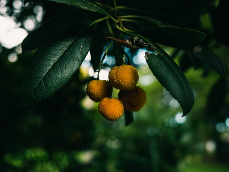 Close-up Of Berries On A Tropical Strawberry Tree