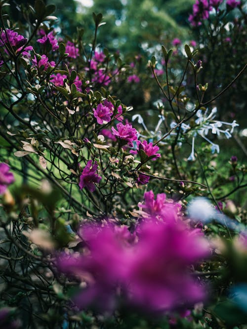 Close-up of Purple Flowers on a Shrub 