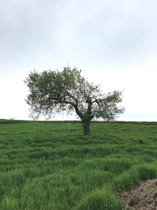 A Single Tree on a Rural Grass Field 