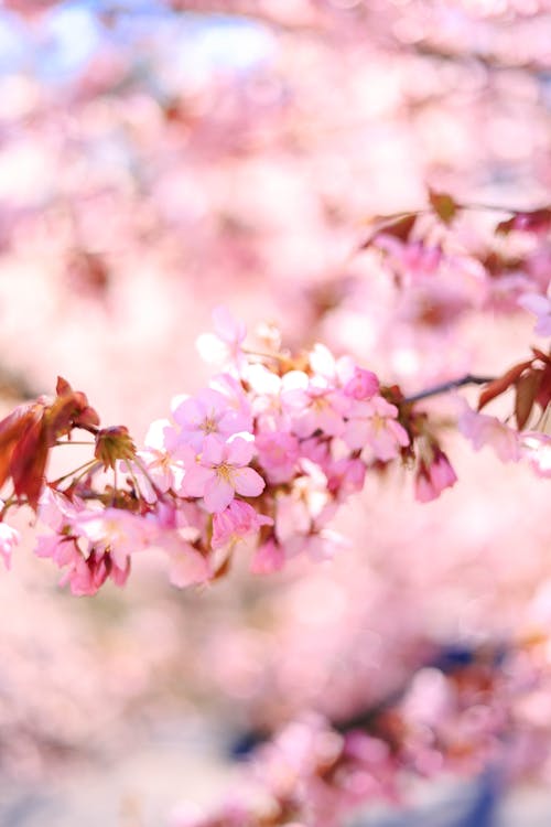 ağaç, bahar, bitki örtüsü içeren Ücretsiz stok fotoğraf