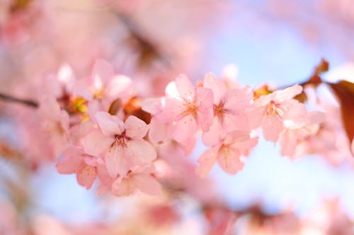 Close-up of Cherry Blossom Flowers 