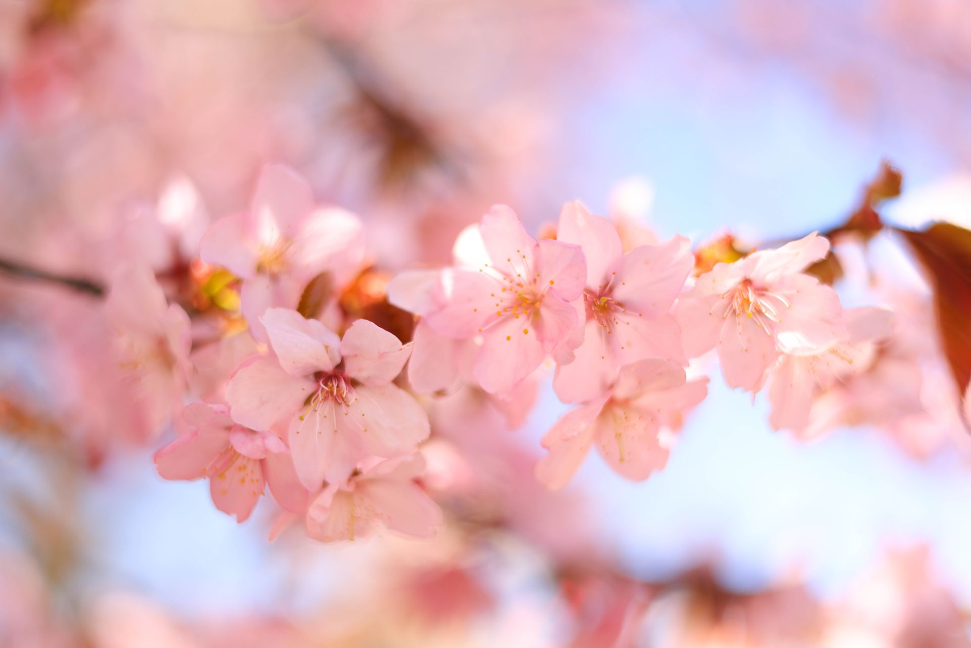 Vibrant pink cherry blossoms on a tree branch against a bright spring sky.