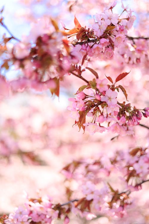 ağaç, bahar, bitki örtüsü içeren Ücretsiz stok fotoğraf