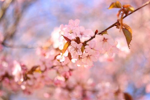 Free A close-up view of delicate cherry blossoms on a branch, capturing the essence of spring. Stock Photo