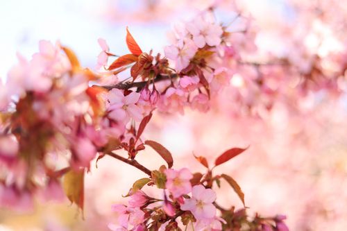 Free Beautiful close-up of cherry blossoms in full bloom, showcasing delicate pink flowers and leaves. Stock Photo