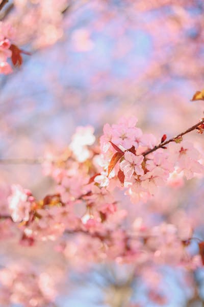 Selective Focus Photography of Cherry Blossom Flowers · Free Stock Photo