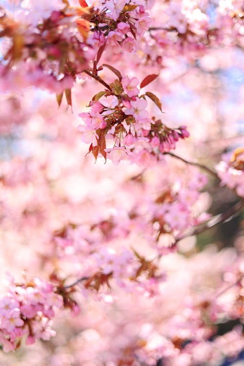 Kostnadsfri bild av blommor, blomning, fjäder