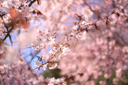 A beautiful close-up of cherry blossoms in full bloom during springtime.