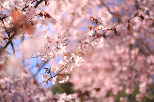 Free A beautiful close-up of cherry blossoms in full bloom during springtime. Stock Photo