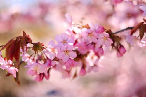 Free Delicate pink cherry blossoms in full bloom on a sunlit spring day. Stock Photo