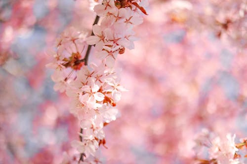 Close-up of Cherry Blossom Flowers 