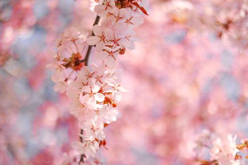 Free Lovely cherry blossoms in full bloom with a soft pink aesthetic, symbolizing spring's arrival. Stock Photo