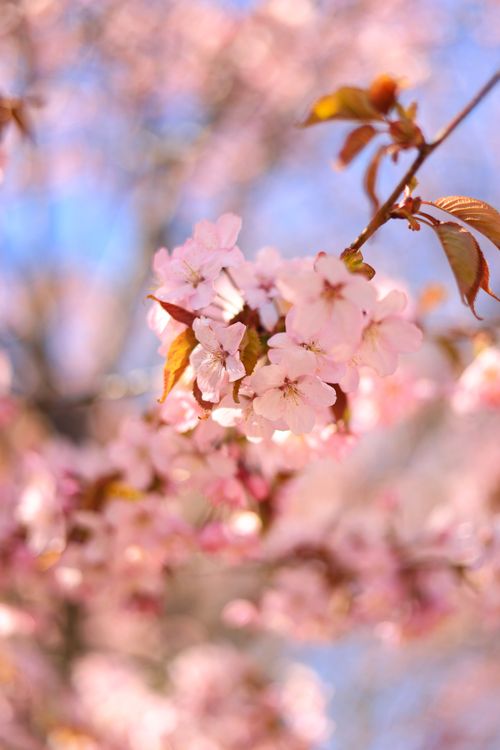 Free Beautiful cherry blossom on a sunny spring day with a vivid blue sky. Stock Photo