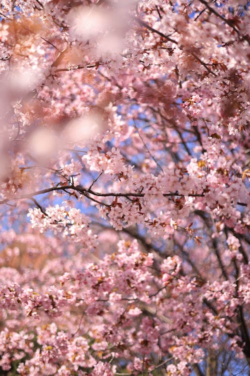 Fotos de stock gratuitas de árbol, cerezos en flor, crecimiento