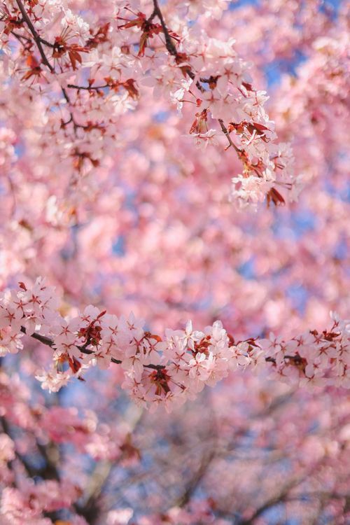 Free A vibrant close-up of cherry blossoms blooming during spring, showcasing delicate pink petals. Stock Photo