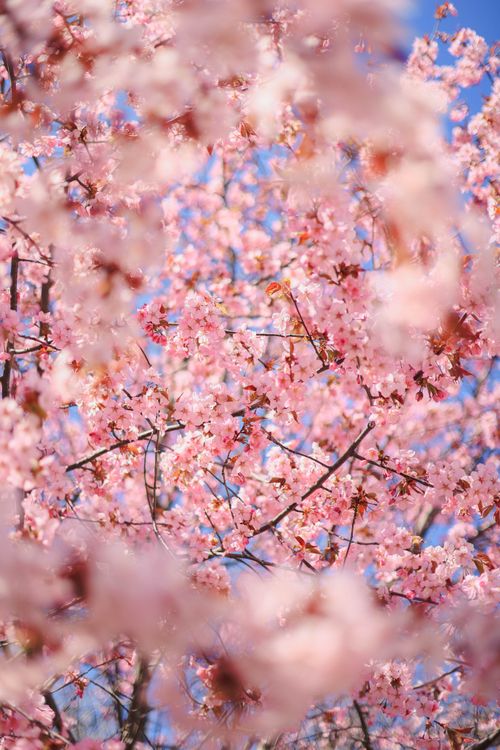 Free Close-up of pink cherry blossoms with a blue sky backdrop, capturing the essence of spring. Stock Photo