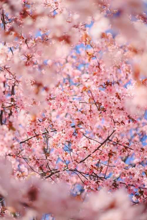 Free Stunning close-up of cherry blossoms in full bloom against a clear sky. Stock Photo