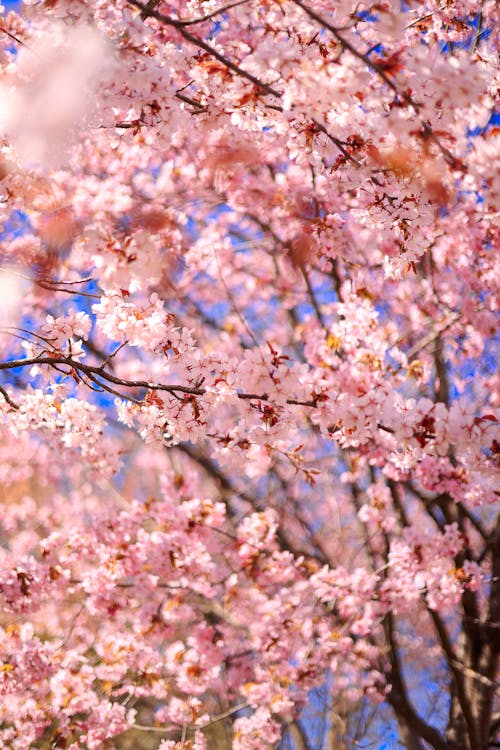 Fotos de stock gratuitas de árbol, belleza, cerezos en flor