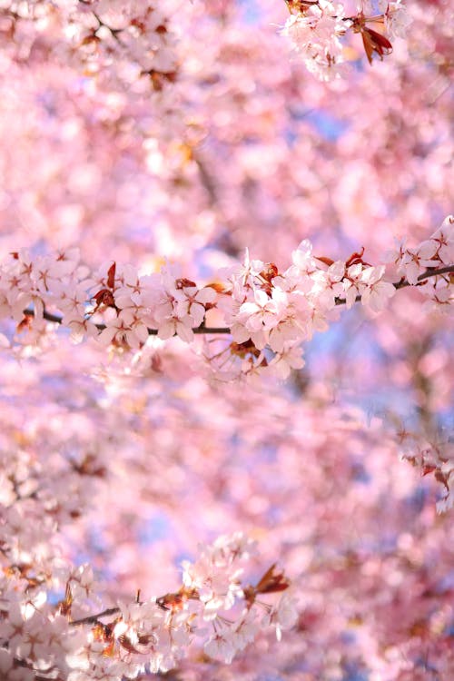 Close-up of Cherry Blossom Flowers 