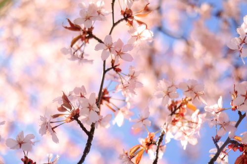 Free Captivating view of cherry blossoms against a bright sky, symbolizing spring's arrival. Stock Photo
