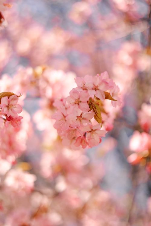 Free Lovely close-up of pink cherry blossoms in full bloom during spring. Stock Photo