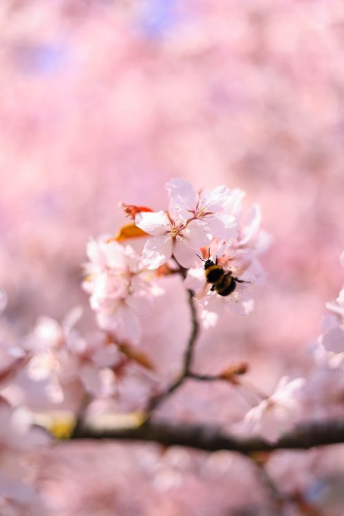 Free Close-up of a bee pollinating cherry blossoms in the warm spring sunlight. Stock Photo