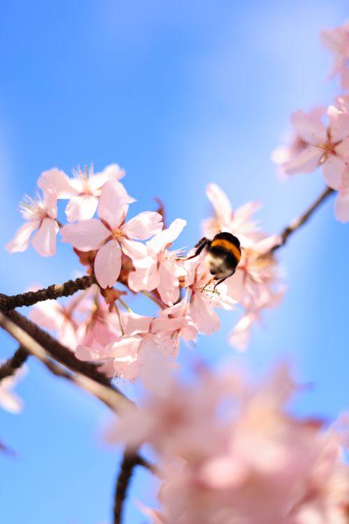 Free Close-up of a bumblebee on cherry blossoms against a clear blue sky, capturing spring's essence. Stock Photo