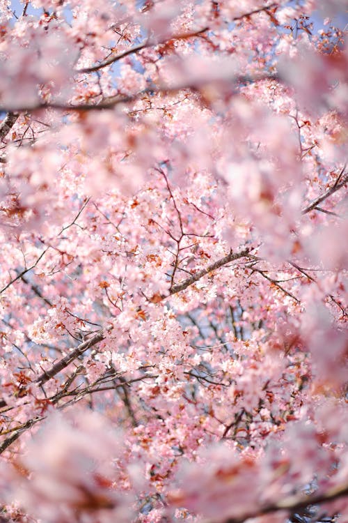 Základová fotografie zdarma na téma detail, jaro, krása v přírodě