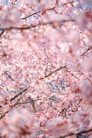Selective Focus Photograph of Cherry Blossom Flowers with Pink Petals ...