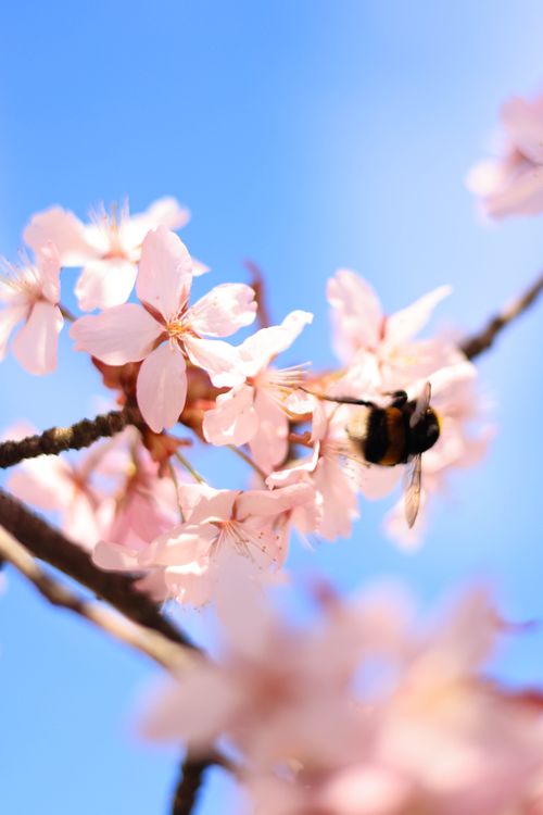 Free Close-up of a bumblebee pollinating cherry blossoms under a clear blue sky in spring. Stock Photo