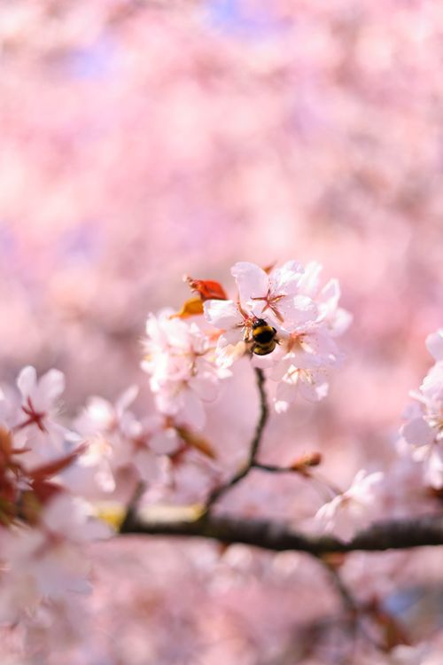 Free A close-up of a bumblebee pollinating cherry blossoms in a spring bloom. Stock Photo