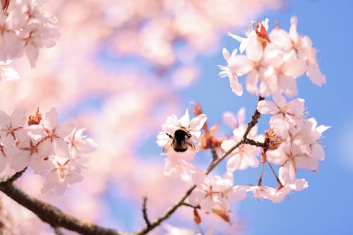 Free A bumblebee gathers nectar from beautiful cherry blossoms under a bright blue sky. Stock Photo
