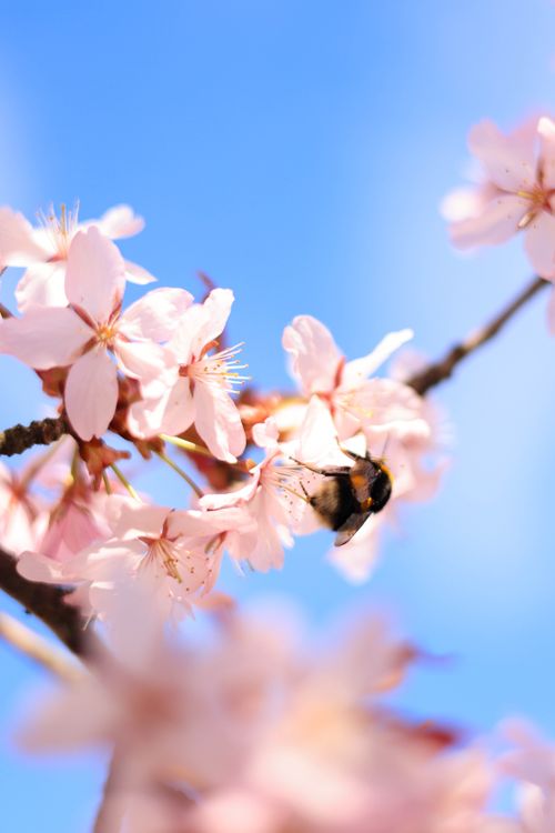 Free Close-up view of a bee pollinating vibrant pink cherry blossoms against a clear blue sky. Stock Photo