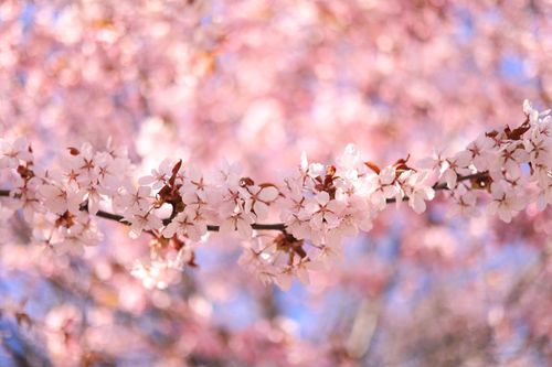 Free Close-up of cherry blossom flowers on a branch during spring against a blurred background. Stock Photo