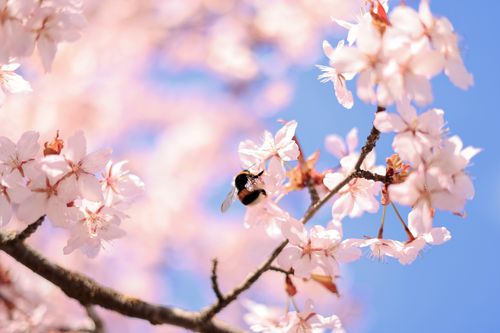 Free A close-up of a bumblebee on cherry blossoms against a bright blue sky, capturing spring's beauty. Stock Photo