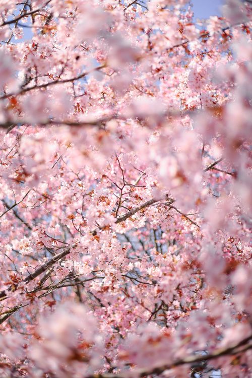 Free Beautiful cherry blossom tree in full bloom on a bright spring day. Stock Photo