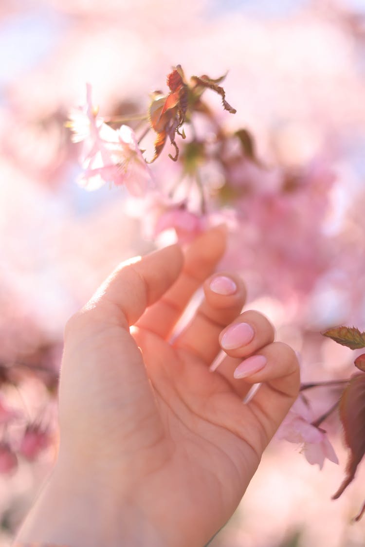 Woman Touching Cherry Tree Flowers 