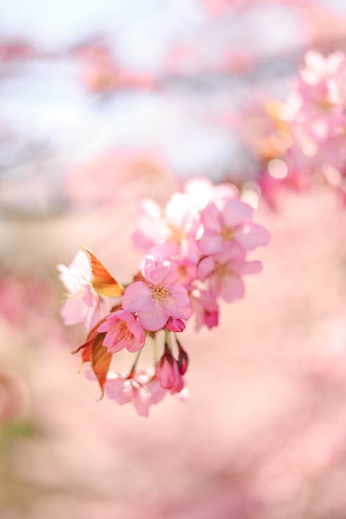 Close-up of Pink Blossoms 