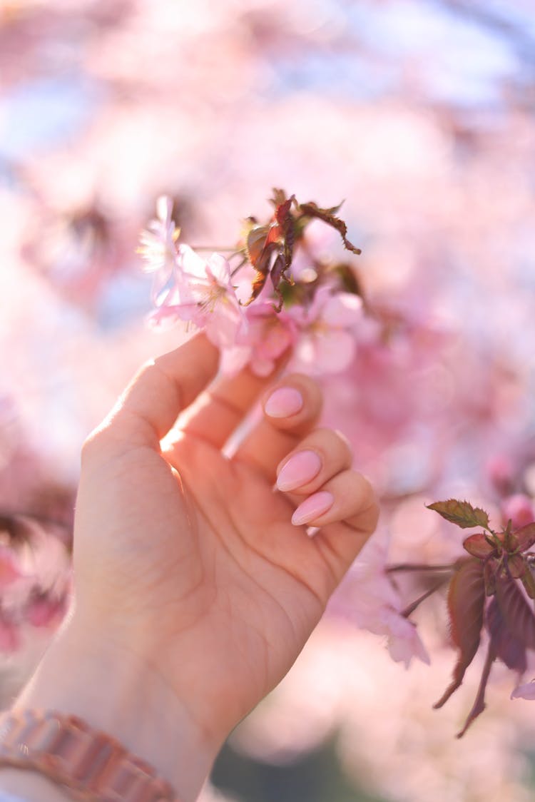 Woman Touching Flowers Of A Cherry Tree 