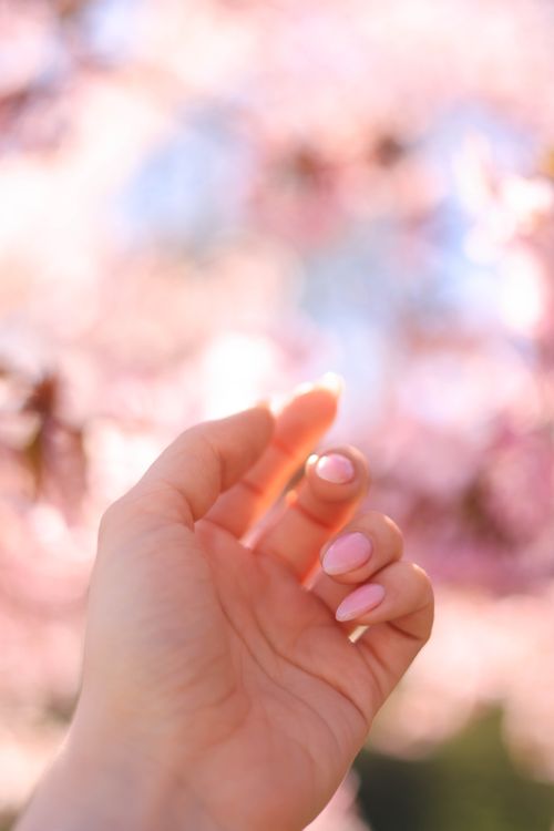 Free A hand with manicured nails reaching towards soft pink cherry blossoms, evoking spring beauty. Stock Photo