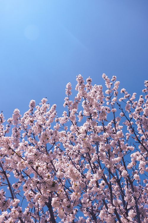 Free Stunning cherry blossom trees in full bloom under a vibrant blue sky, capturing the essence of spring. Stock Photo