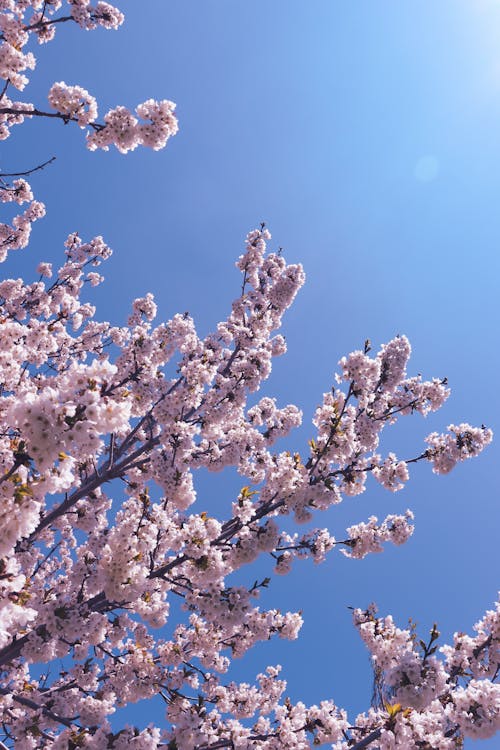 Darmowe zdjęcie z galerii z błękitne niebo, kwiaty, kwitnięcie