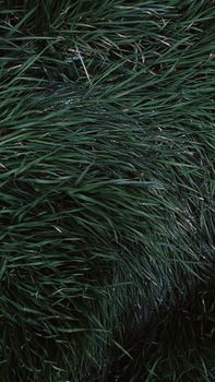 A detailed close-up of lush green grass, showcasing vibrant natural textures and intricate details.