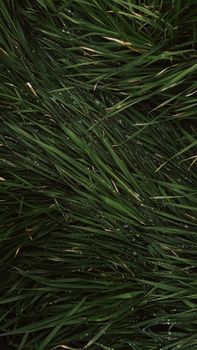 Close-up view of fresh green grass blades covered in dew, creating a natural and serene image