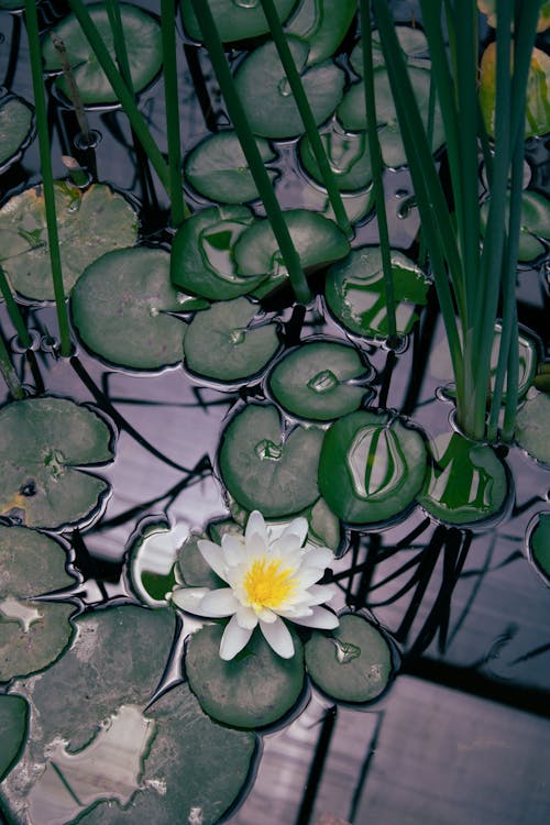 Darmowe zdjęcie z galerii z kwiat, lilie wodne, lotos